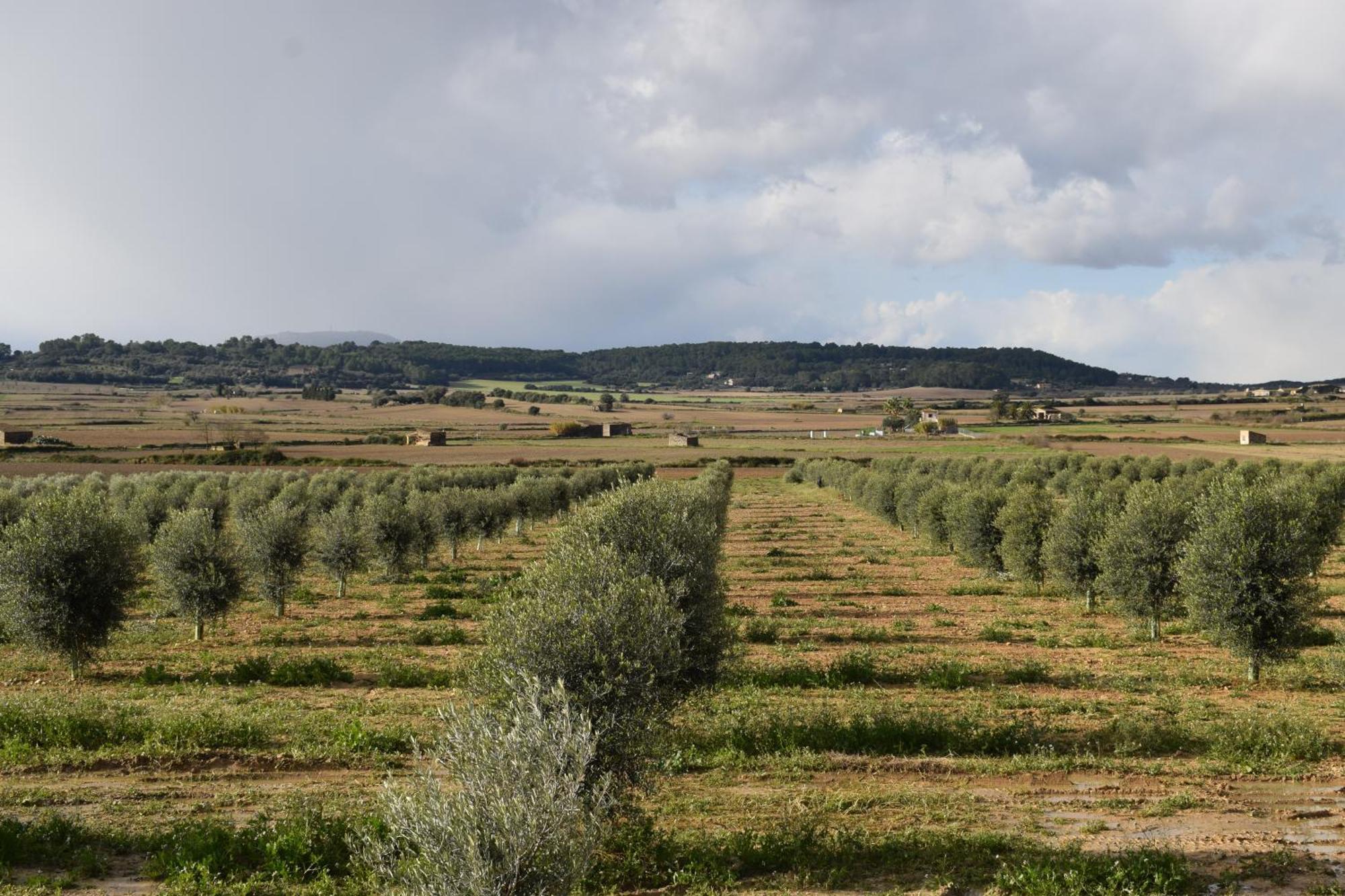 Agroturisme Gossalba Sant Joan Chambre photo